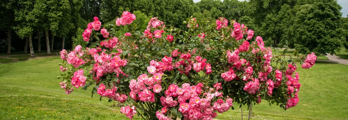 Rosendekorierter Strauch in einem Park